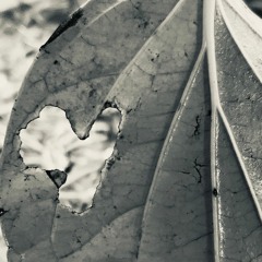 Swiftly Now (Unoffical)