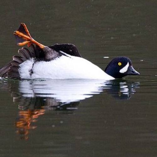 The Duck Dance