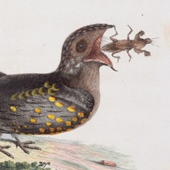 New Recording 35 (Chuck-will's-widow call)