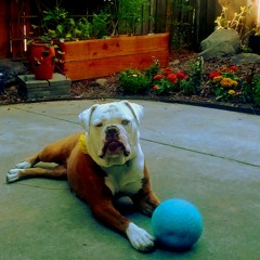 The Tap Handles - Friend of the Devil (Grateful Dead Cover)