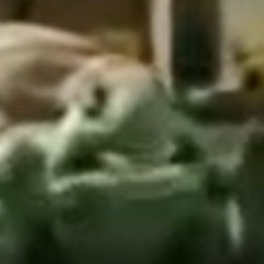 Persian Turtle Has A Stroke