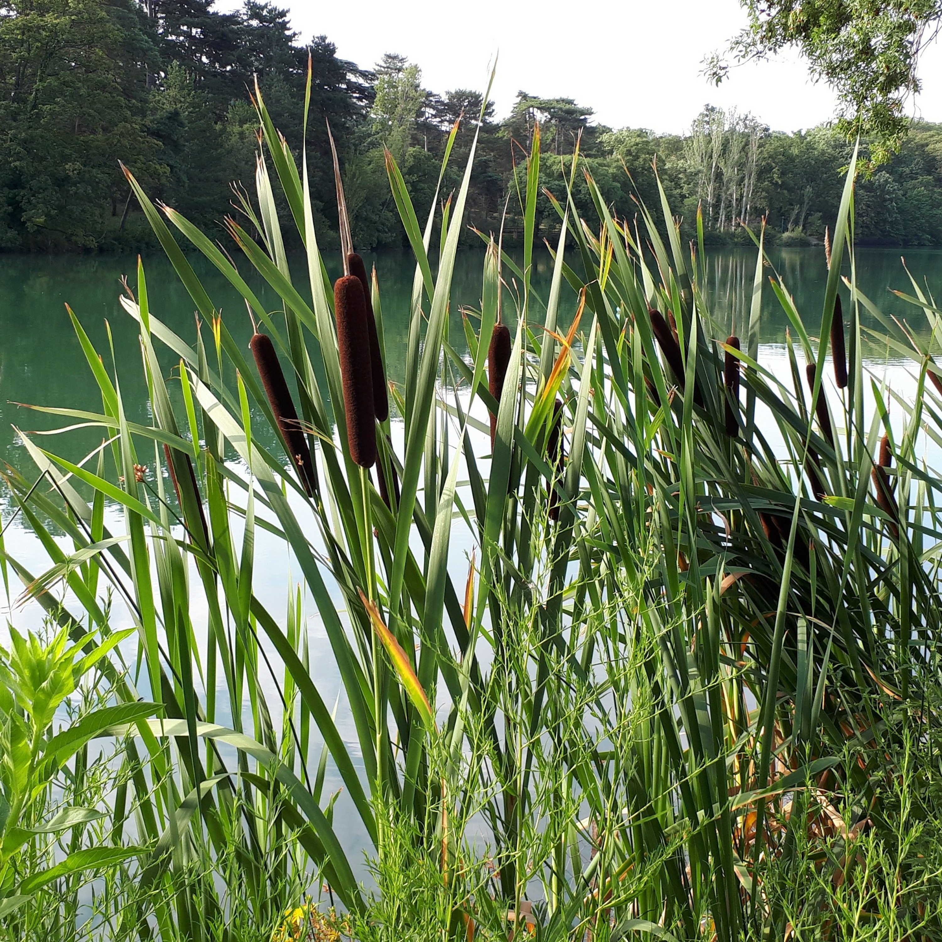 La mare aux canards