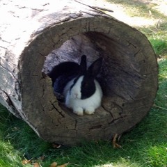 Montford Mountain Boys