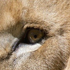 Signal (FREE DOWNLOAD)