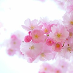 Sakura Classical Japanese Zen Meditation