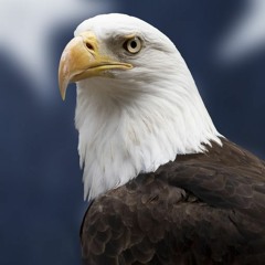Bald Eagle (Extended Beat At End)