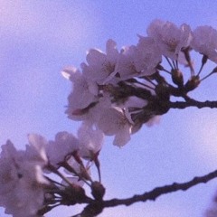 fuji 桜