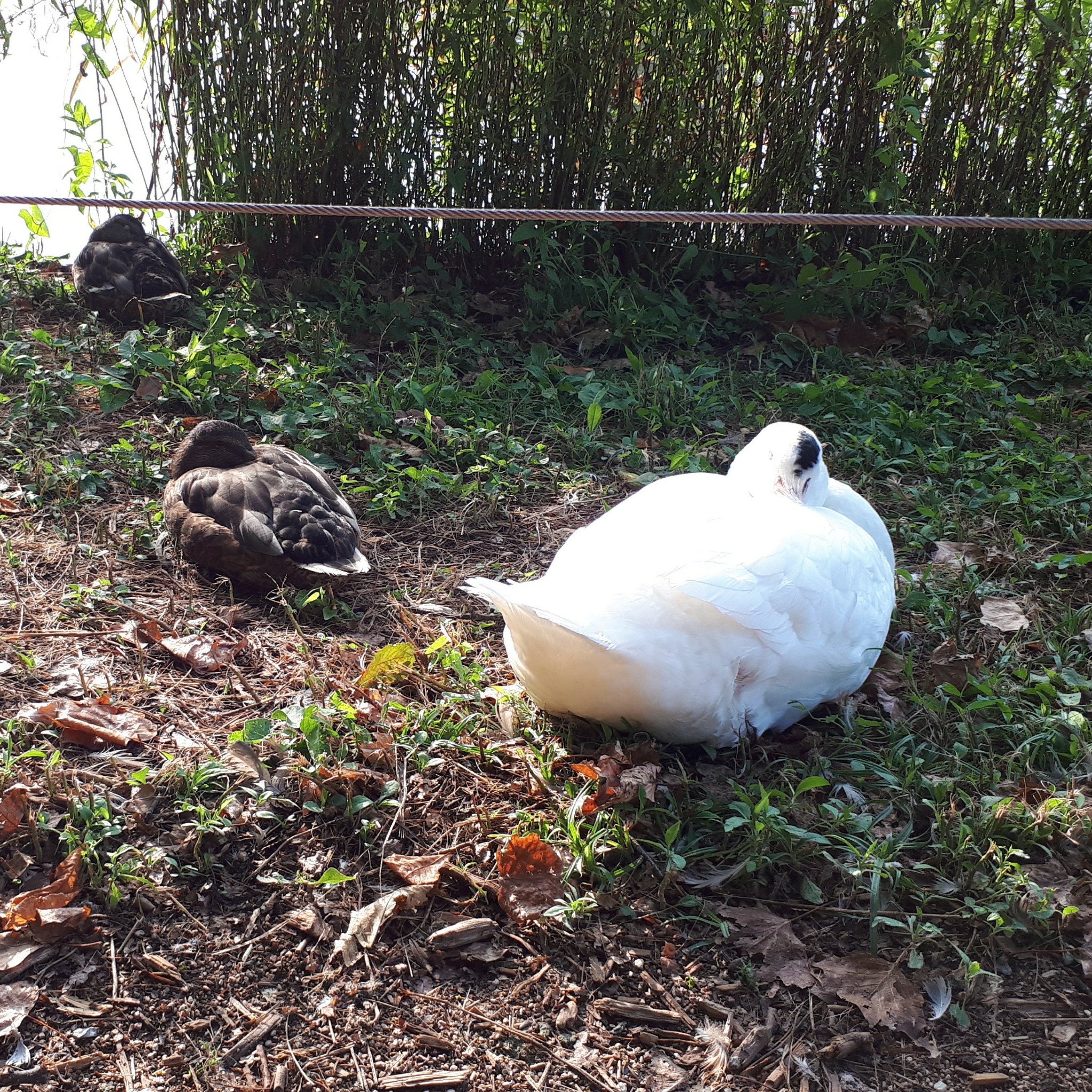 La mare aux canards