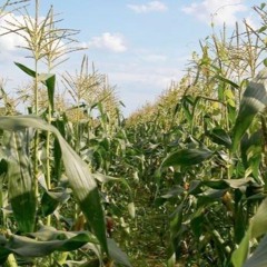 Close My Eyes By Arthur Russell