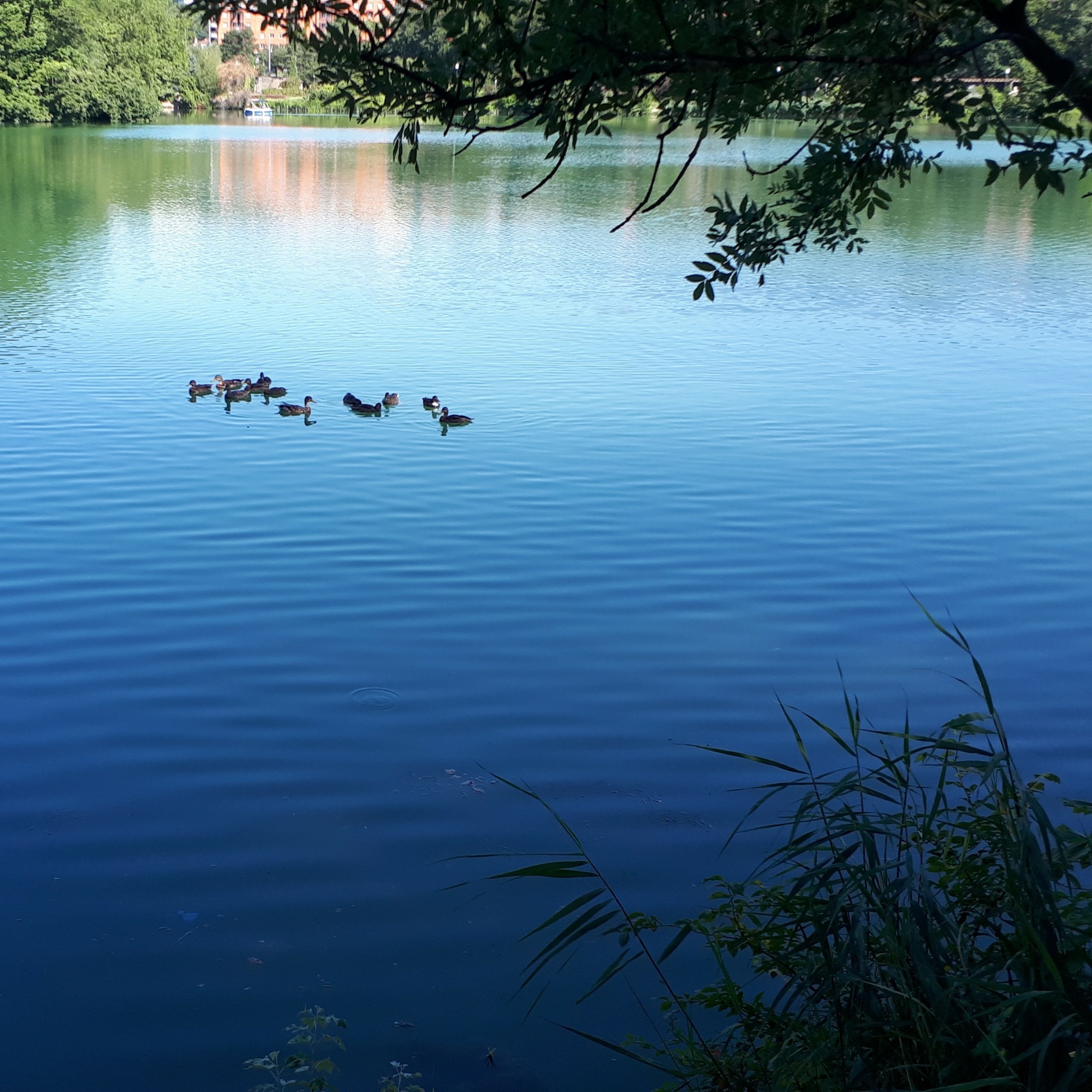 La mare aux canards
