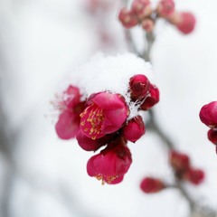 أضْفيتَ علي الحُسنِ العَبقَ_محمد كندو  ^.^ 🌸