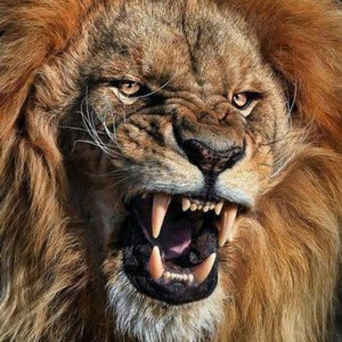 02 - SHIVAN DUBZ - ROOAR JUNGLE - DUBPLATE - MIX DUB