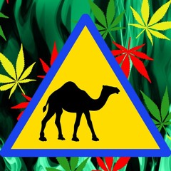 Legalize your Humps (Neko 2005) - Black Eyed Peas vs. Sean Paul vs. Body Rockers vs. LCD Soundsystem