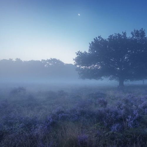 misty groove