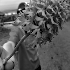 A beautiful life © Copyright The Armchair Experience 2019