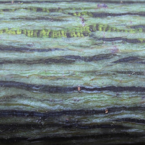 Music for Trees