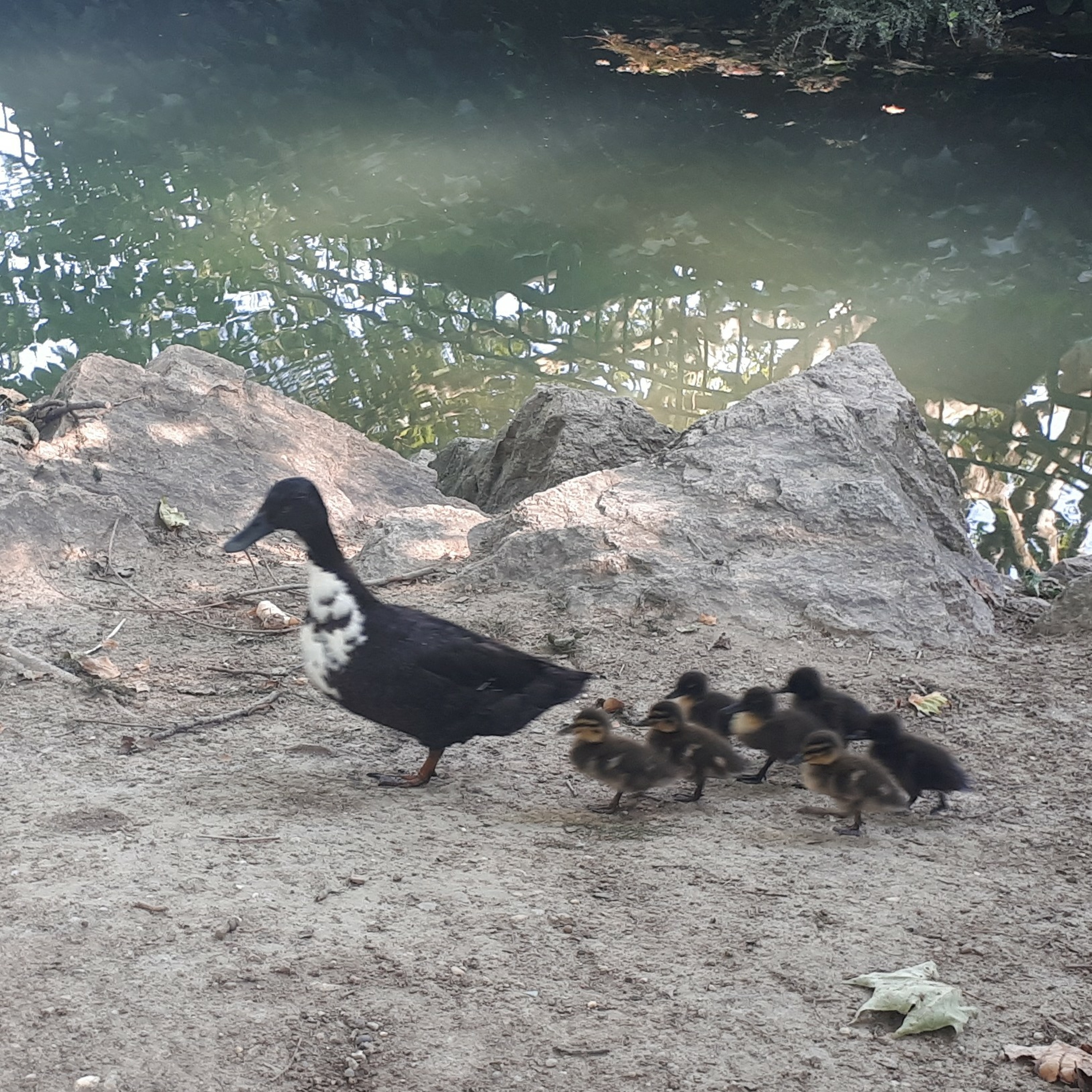 La mare aux canards