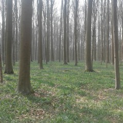 Spring Woods