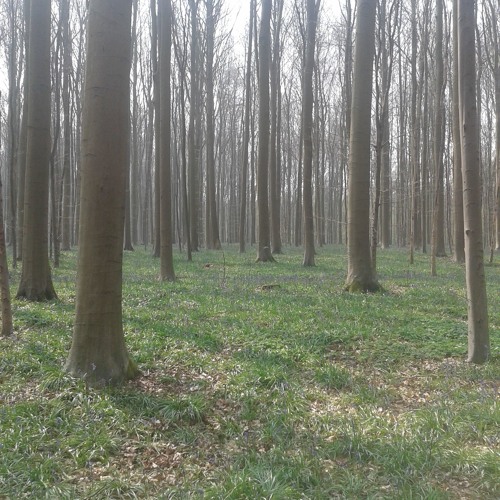 Spring Woods