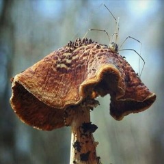 Infected Mushroom - Elation Station Tangela Rmx.mp3