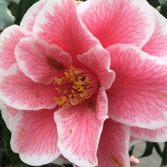 Tennessee Whiskey Feat- Sean Wilkinson(Vocals) Craig Jordan (Bass) Eddie Miller (Acoustic/Silde Gtr)