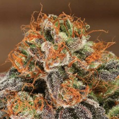 GME Spoogey ft. JSL "Ask Bout Me"