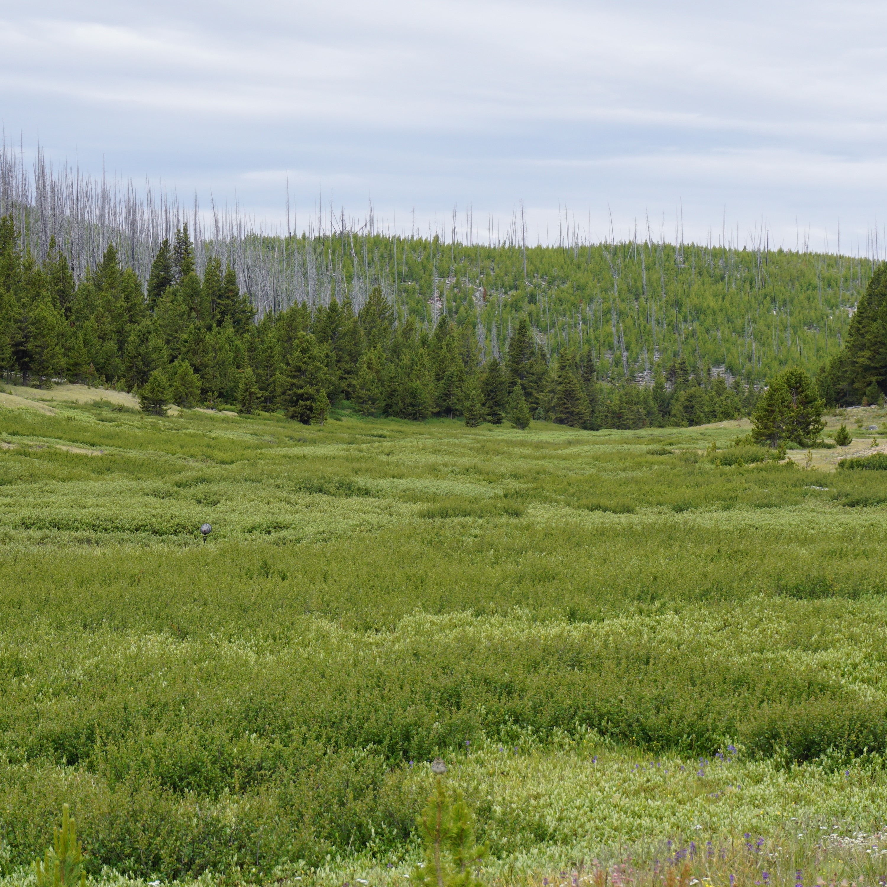 Northwest Soundscapes