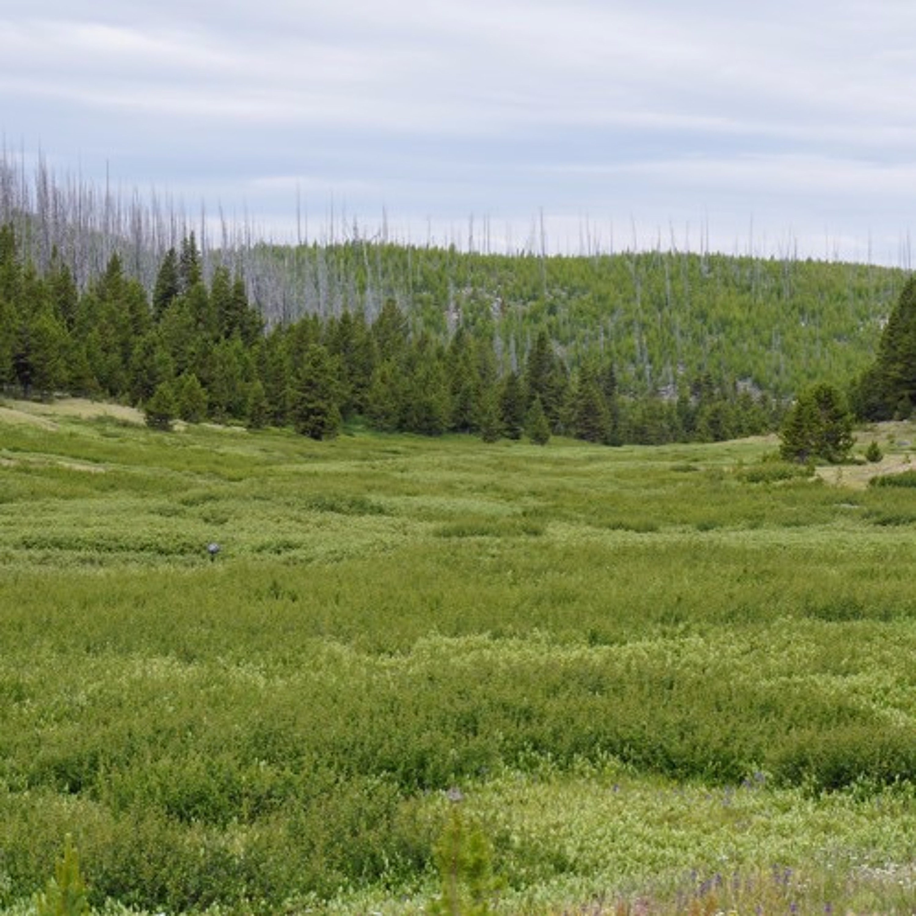 Northwest Soundscapes