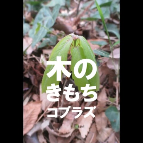 Kino Kimochi (Tree)