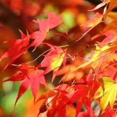 Mimpi Semusim (Jalan Harmoni Cover)