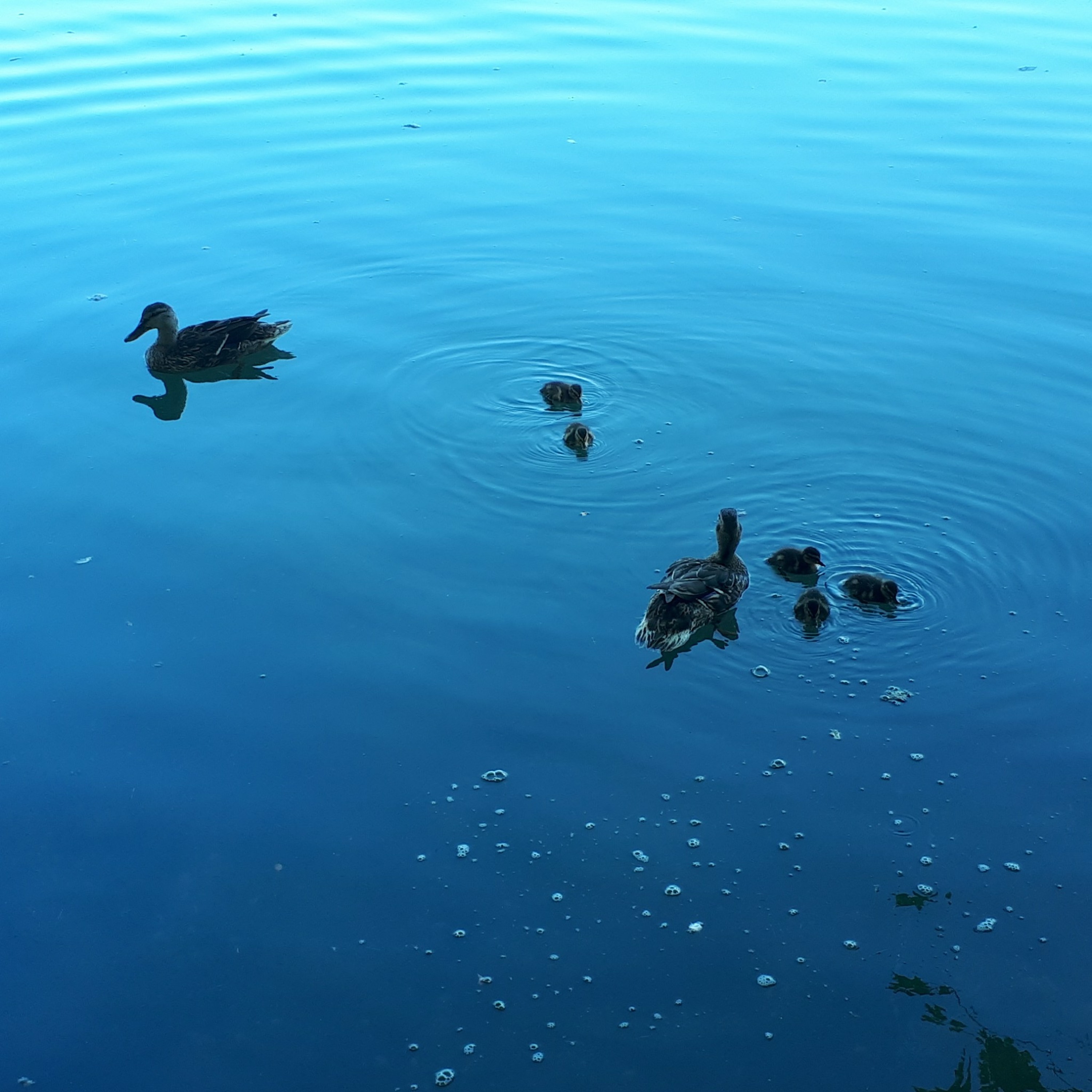 La mare aux canards