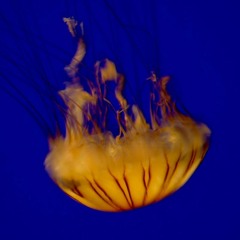 Federico Dondini - Blup Blump