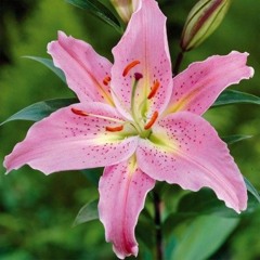 Lilium - DJ Seinfeld