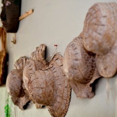 REVITALIZACION DE TRADICIONES CULTURALES