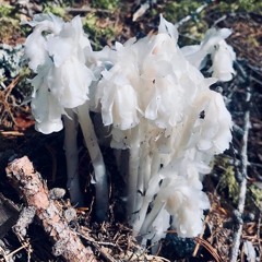 GhostPipe Stems Drums (90bpm)