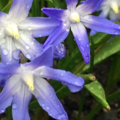 Plant music (live) Purple faeries