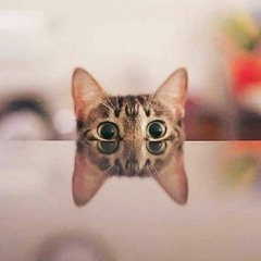 CATURDAY 007 | MINIMO | Courtney Scott