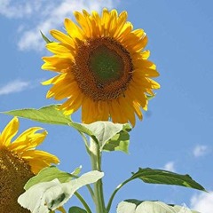 Build Me Up - The Foundations (cover)