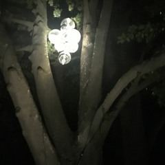 Buchen sollst du suchen live @ Kulturknall 2019