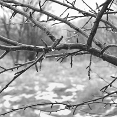 Płucoserce - Gdy Idziesz Ścieżką Słuchaj Muzyki Drzew