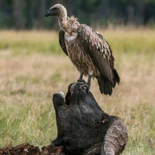 Berkeley (Prod. Nxro)