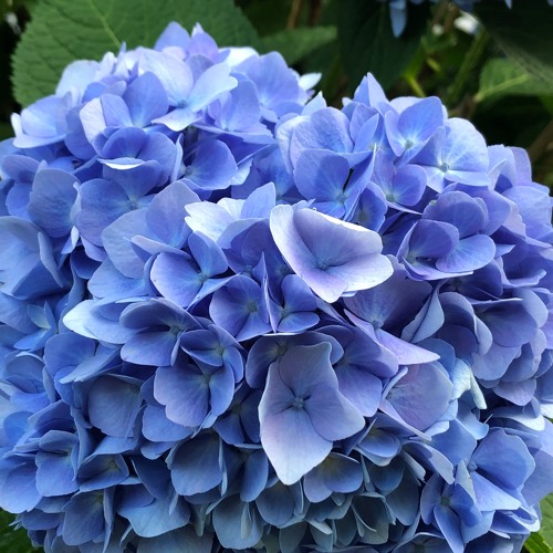 All