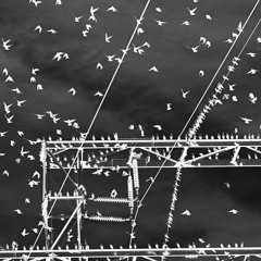 FLY AWAY.