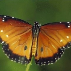 sagar bumsweat - one_sock (acoustic)