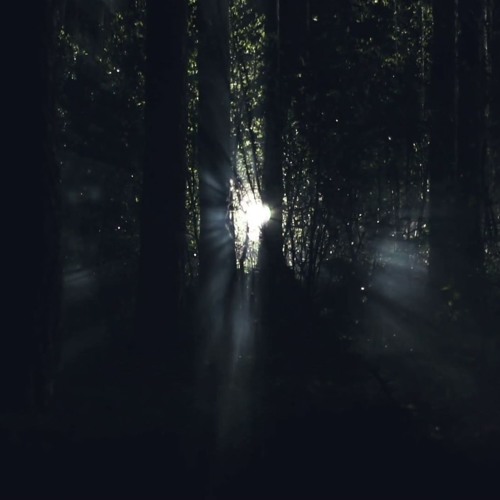 Intro - I Walked Into The Forest By Night