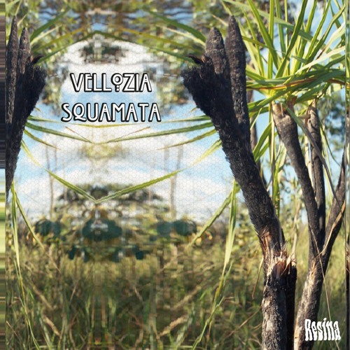 SET V/A VELLOZIA SQUAMATA BY DJ BHARGO