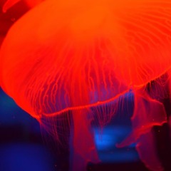 Deep Summer Vibes - André Stabo Deep House Cast