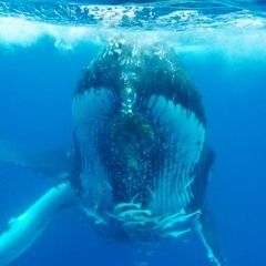 Kayak w/Whales