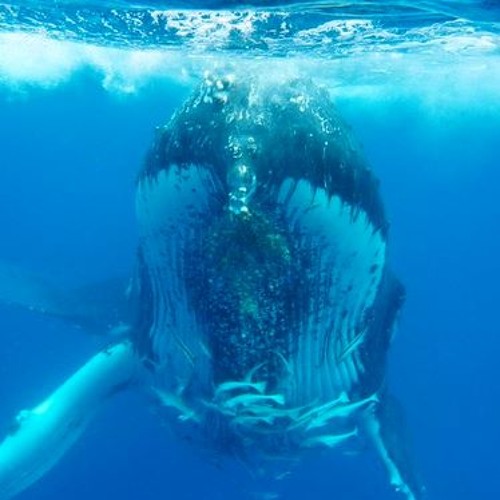 Kayak w/Whales