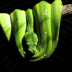 snake friends bigtrappoo